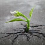 flower growing through pavement